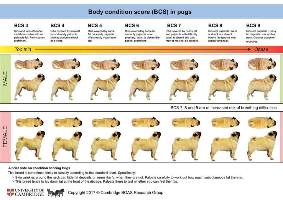 Body Condition Score The Northern Pug Dog Club